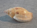 VOLUTIDAE LYRIA DELISIOSA