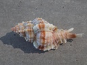 MURICIDAE SIRATUS CONSUELA