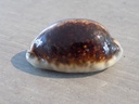 CYPRAEA M.EGLANTINA Nigerisante