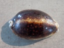 CYPRAEA M.EGLANTINA Nigerisante