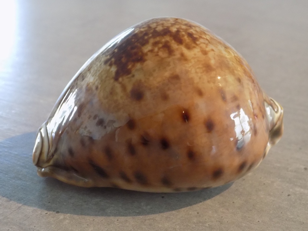 CYPRAEA LEPORICYPRAEA VALENTIA