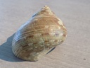 TURBINIDAE TURBO MILITARIS