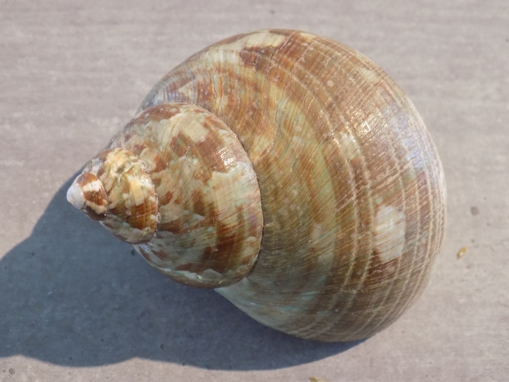 TURBINIDAE TURBO MILITARIS