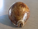 CYPRAEA LEPORICYPRAEA VALENTIA