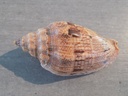 VOLUTIDAE VOLUTA DEMARCOI