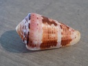 CONIDAE PIONOCONUS AURISIACUS