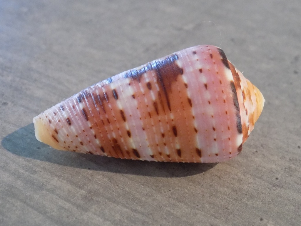 CONIDAE PIONOCONUS AURISIACUS