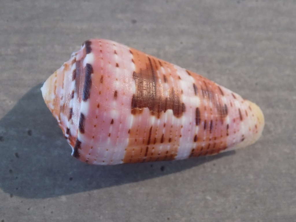 CONIDAE PIONOCONUS AURISIACUS