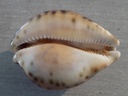 CYPRAEA LEPORICYPRAEA VALENTIA