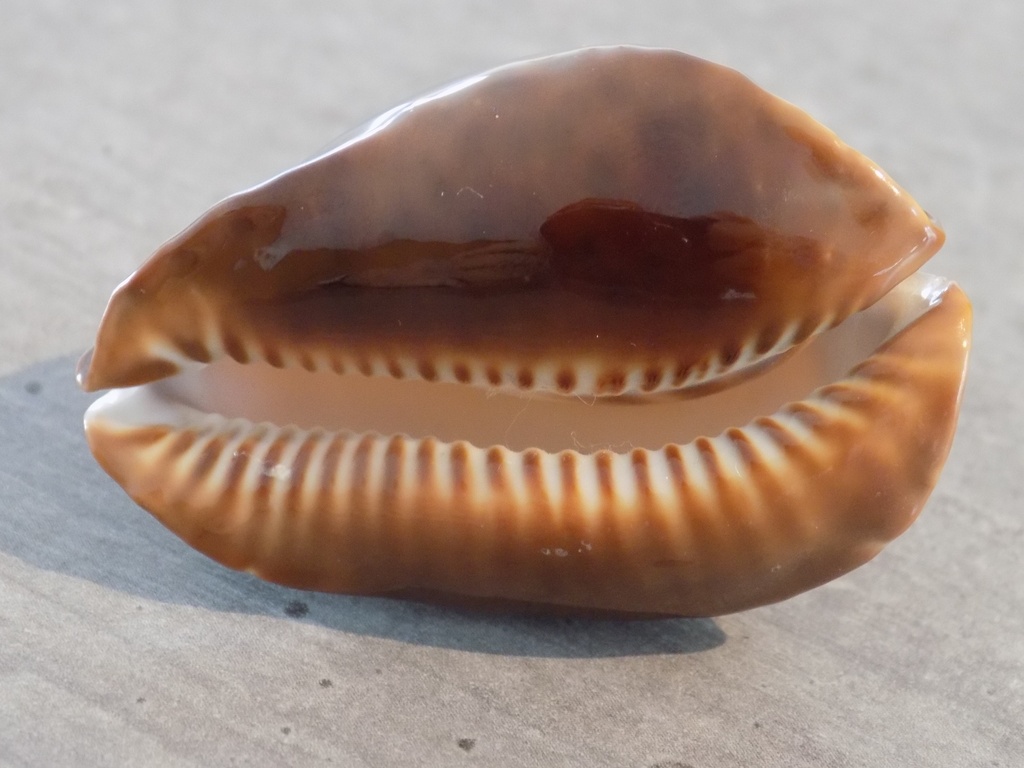 cypraea ZOILA ROSSELLI