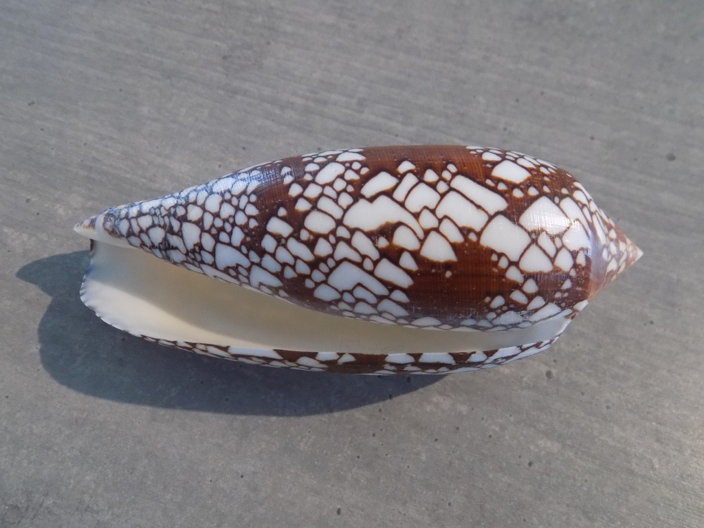 CONIDAE CONUS AULICUS