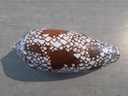 CONIDAE CONUS AULICUS