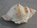 BURSIDAE BURSA RANA