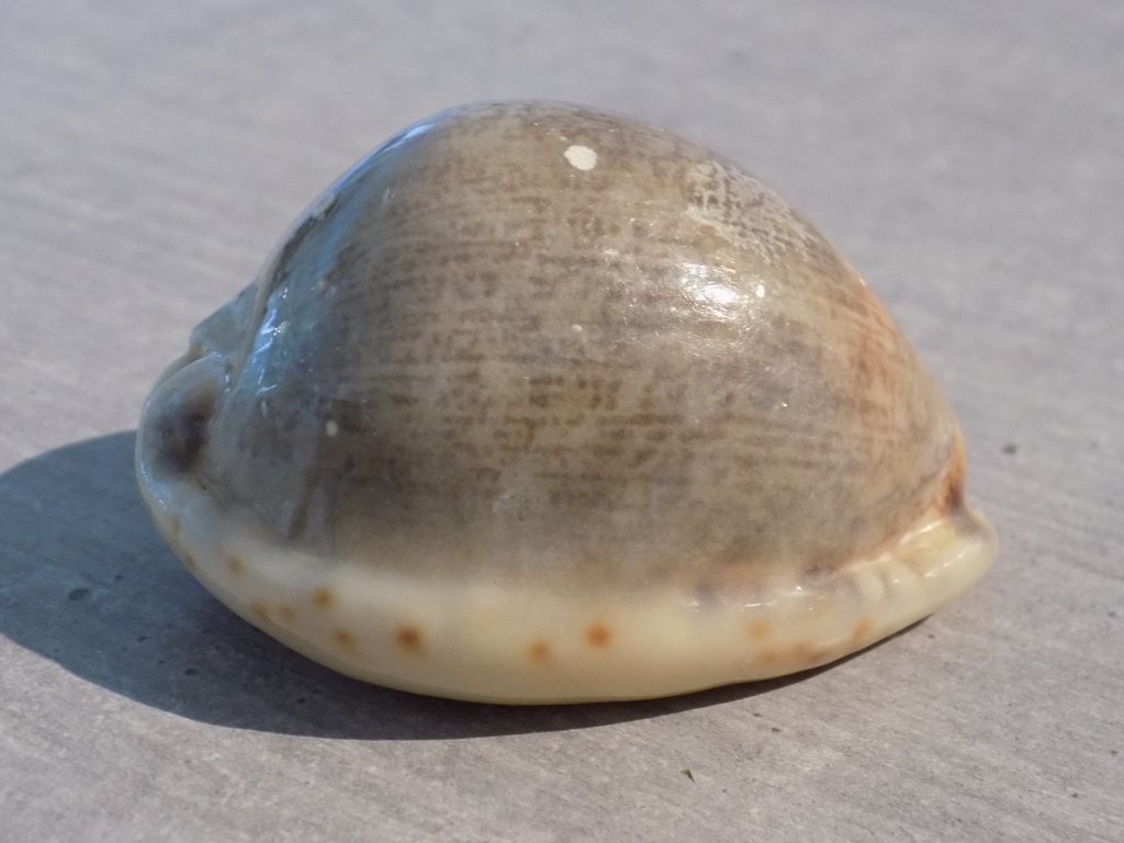 CYPRAEA M.ARABICA ASIATICA f.GIBBA