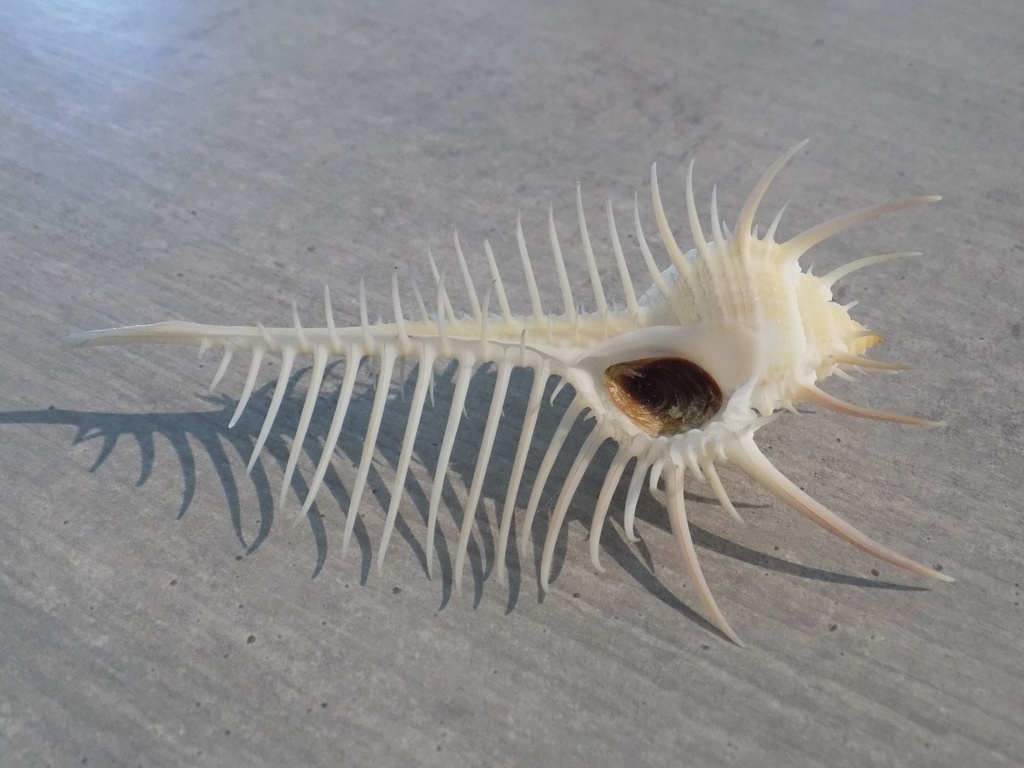 MURICIDAE MUREX PECTEN