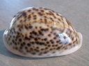 CYPRAEA PANTHERINA PANTHERINA