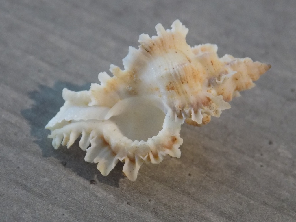 MURICIDAE CHICOREUS MICROPHYLLUS