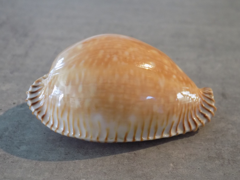 CYPRAEA PERISSEROSA GUTTATA GUTTATA