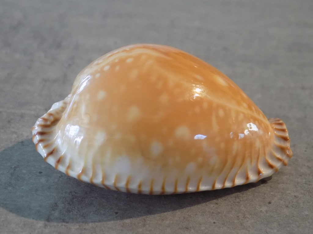 CYPRAEA PERISSEROSA GUTTATA GUTTATA