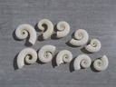 SPIRULIDAE SPIRULA SPIRULA lot 10u