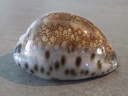 CYPRAEA M.MACULIFERA MACULIFERA XL