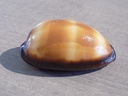 CYPRAEA TALPERIA TALPA TALPA