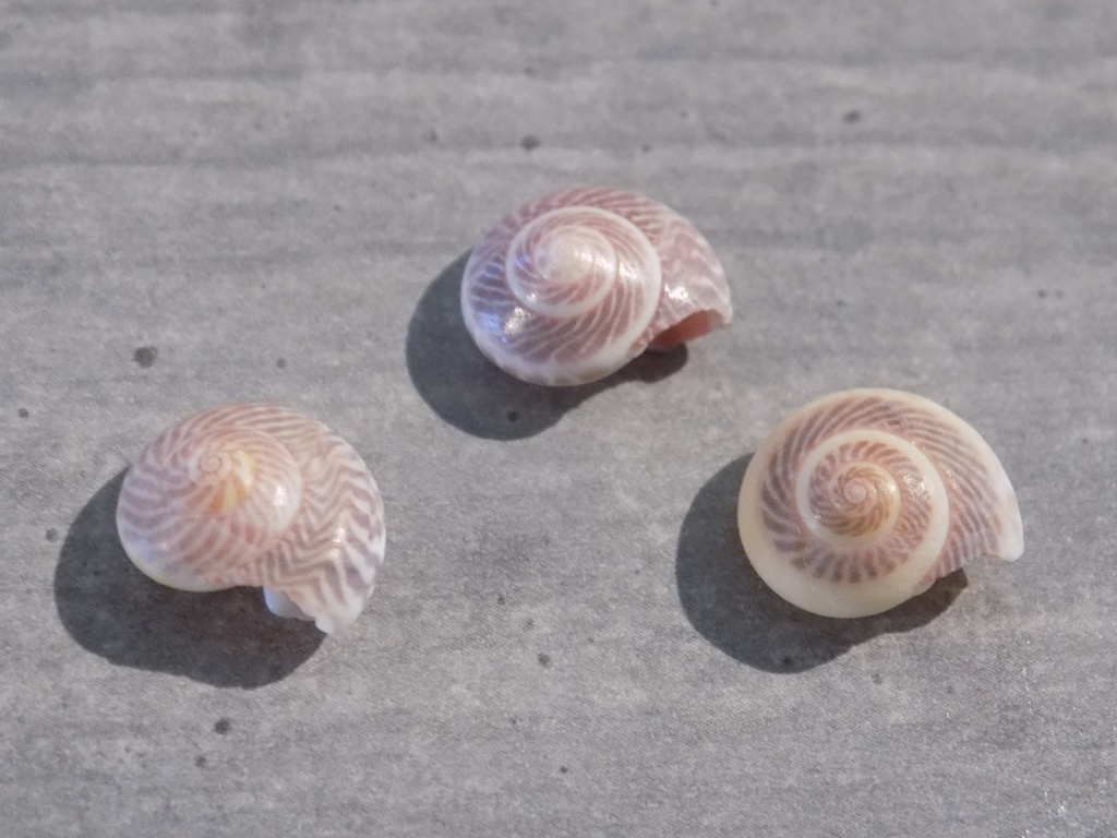 TROCHIDAE UMBONIUM MONILIFERUM lot 3u