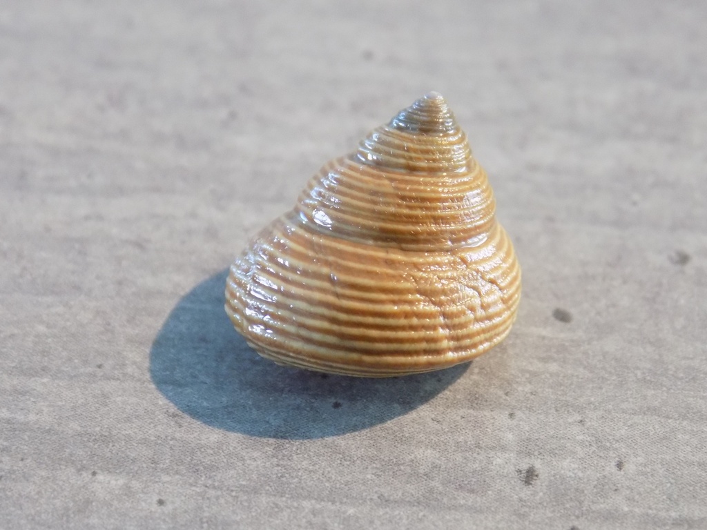 CALLIOSTOMATIDAE CALLIOSTOMA GLORIOSUM