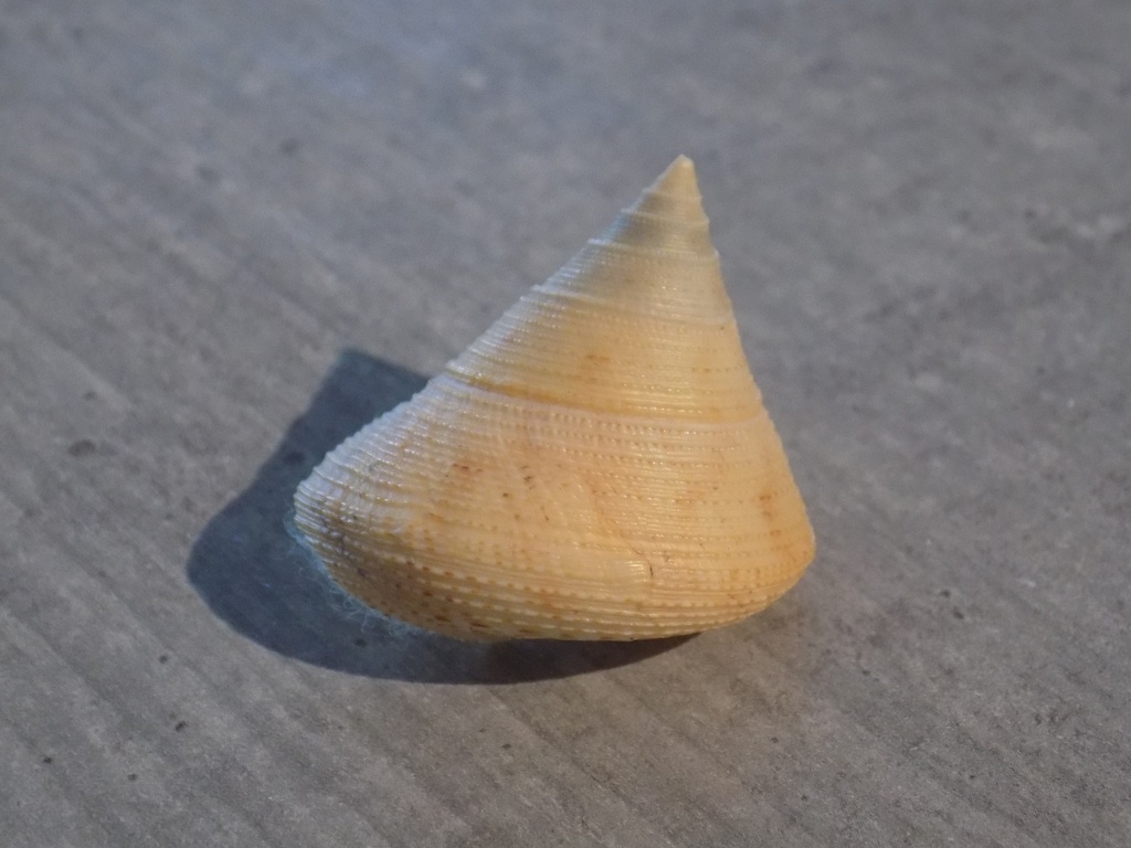 CALLIOSTOMATIDAE CALLIOSTOMA GRANULATUM