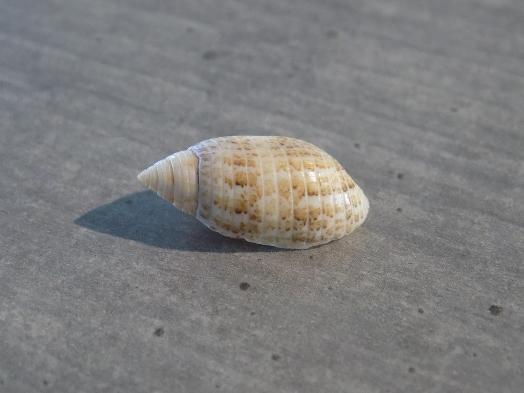 ACTEONIDAE PUPA SOLIDULA