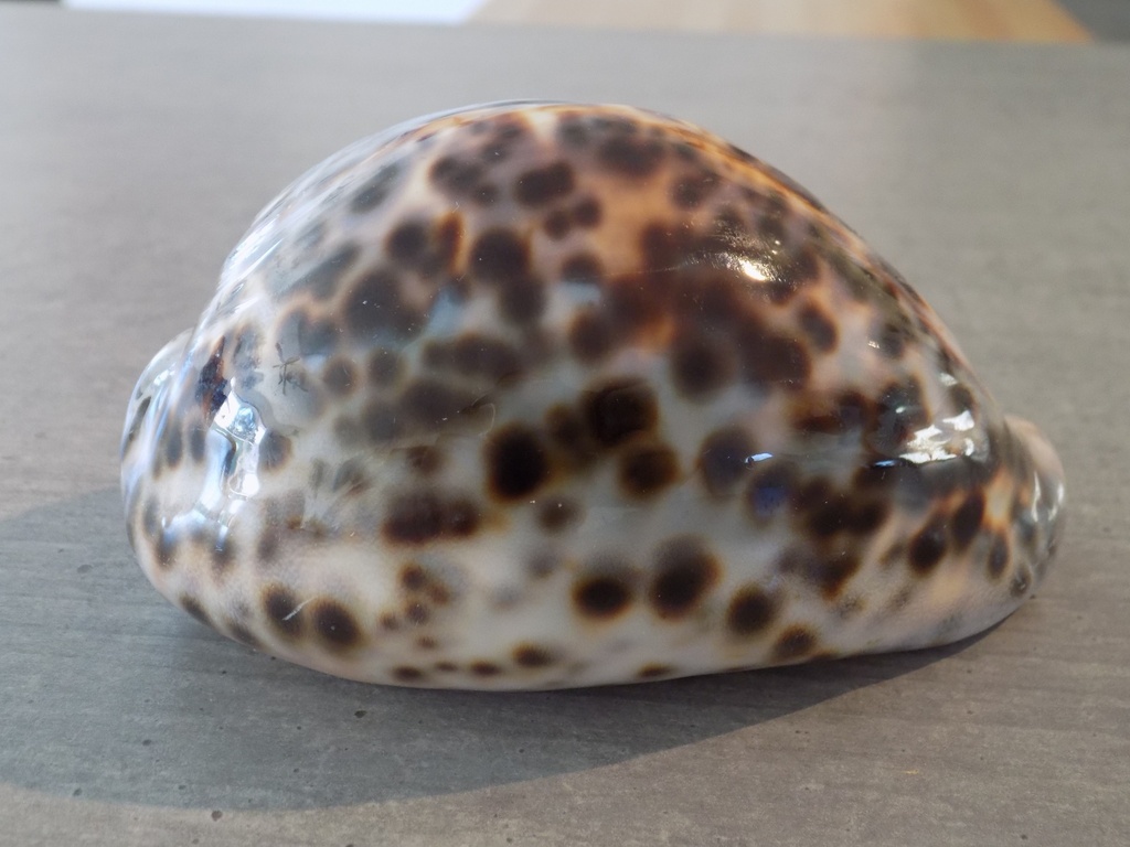 CYPRAEA TIGRIS TIGRIS XL