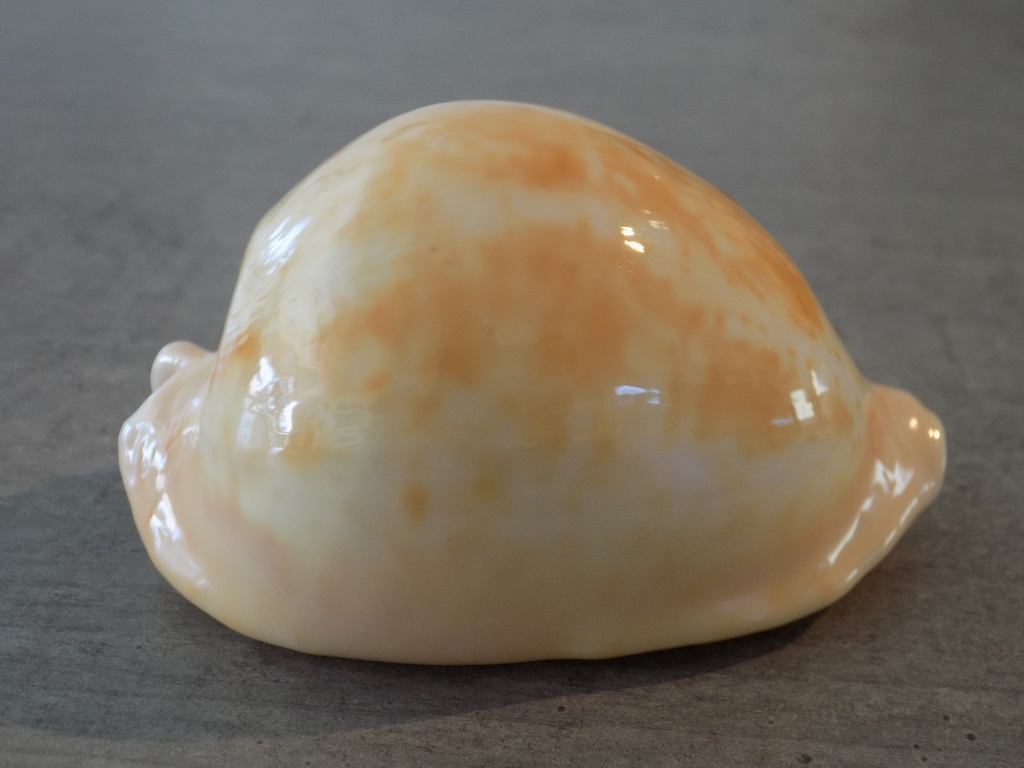 CYPRAEA UMBILIA ARMENIACA