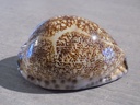 CYPRAEA M.ARABICA IMMANIS XL