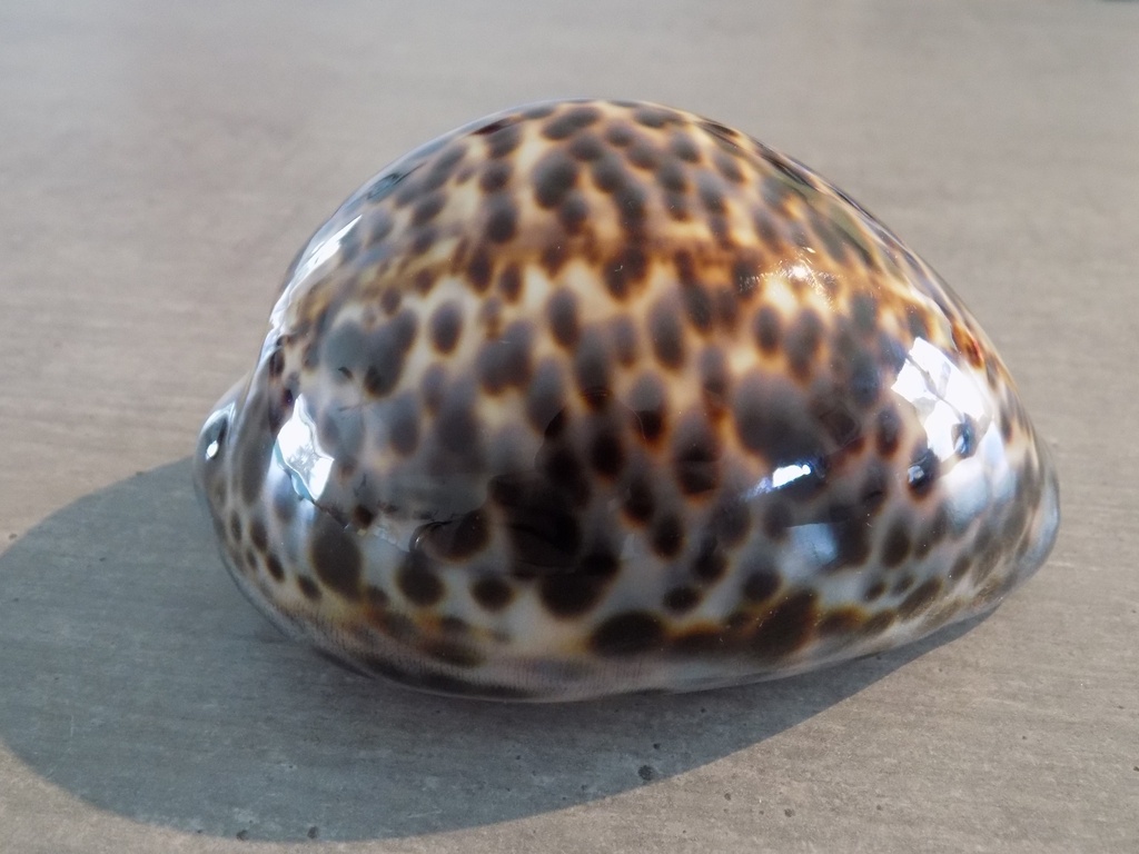 CYPRAEA TIGRIS PARDALIS XL