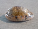 CYPRAEA Erronea CAURICA MASIRENSIS