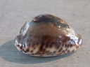 CYPRAEA BARYCYPRAEA TEULEREI Extra