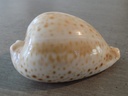 CYPRAEA UMBILIA HESITATA HESITATA