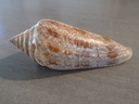 CONIDAE CYLINDER GLORIAMARIS XL G++