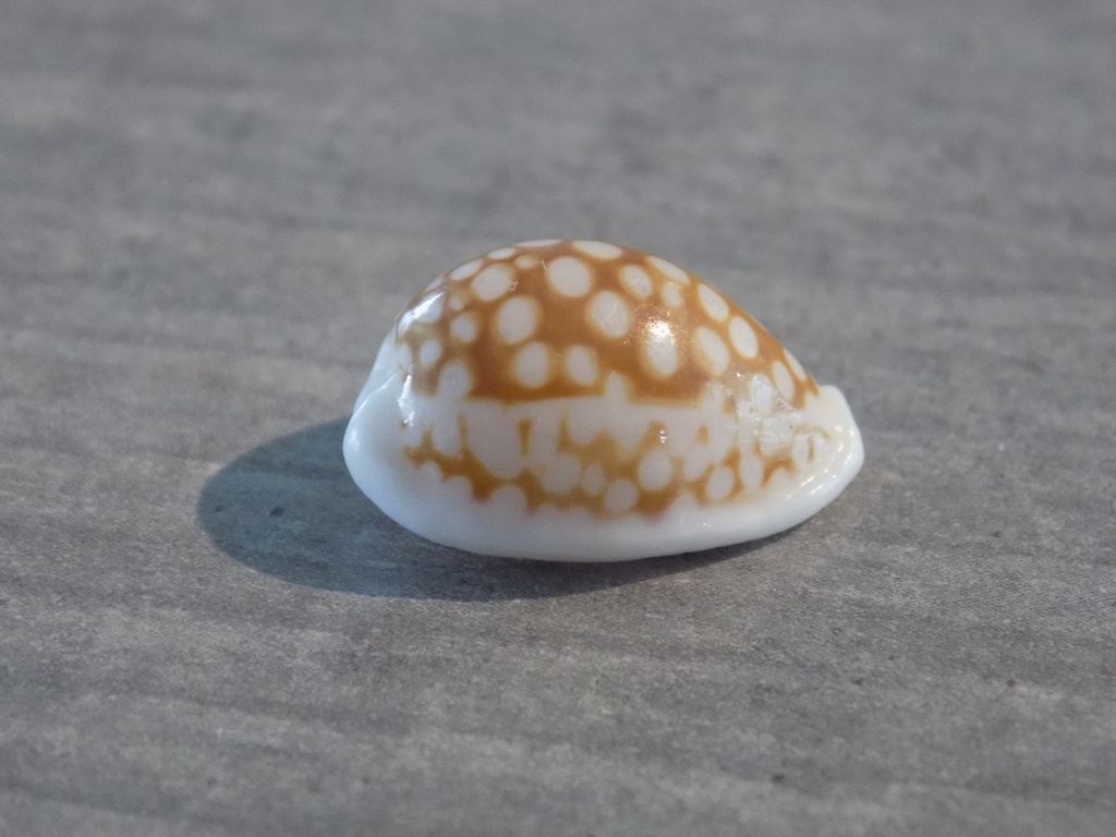 CYPRAEA C.CRIBRARULA COMMA TOLIARIENSIS