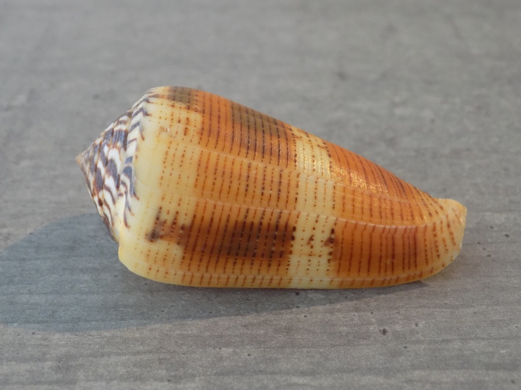 CONIDAE PIONOCONUS ALEXISALLARYI XL