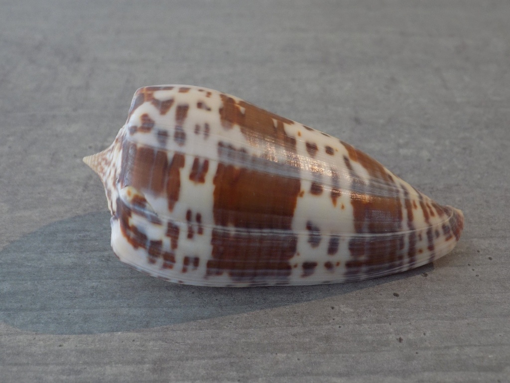 CONIDAE PHASMOCONUS LYNCEUS XL