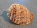 HARPIDAE HARPA COSTATA 