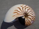 NAUTILIDAE NAUTILUS MACROPHALUS