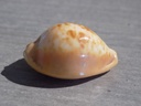 CYPRAEA PROPUSTULARIA SURINAMENSIS  XL 