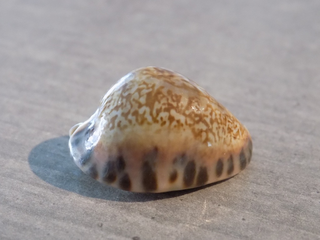 CYPRAEA PSEUDOZONARIA ARABICULA