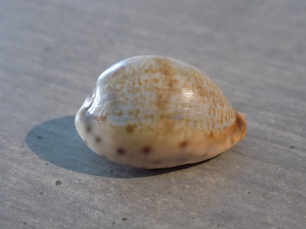 CYPRAEA PSEUDOZONARIA ROBERTSI