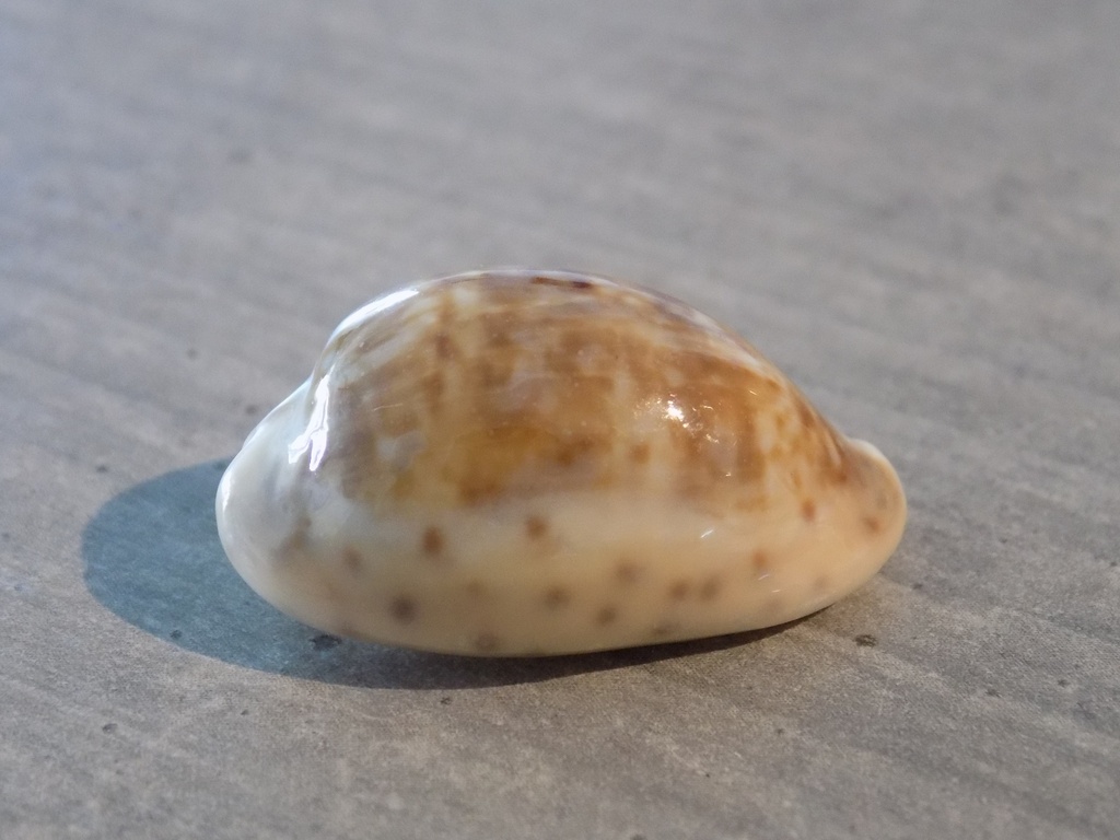 CYPRAEA ZONARIA ZONARIA