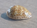 CYPRAEA ZONARIA ZONARIA