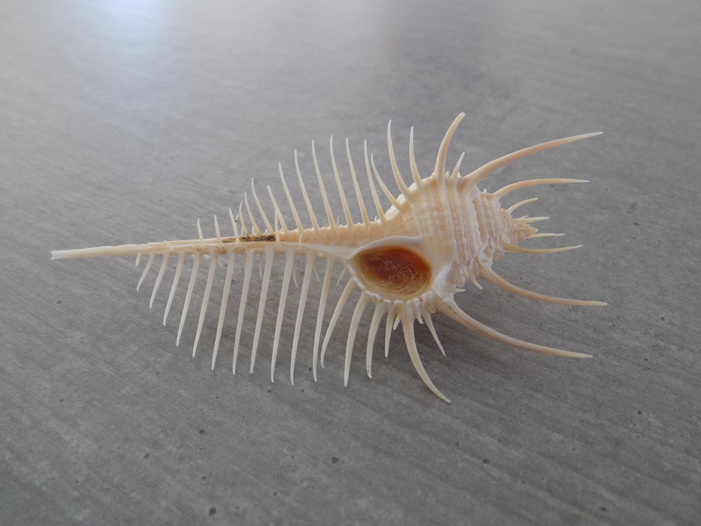 MURICIDAE MUREX PECTEN XS