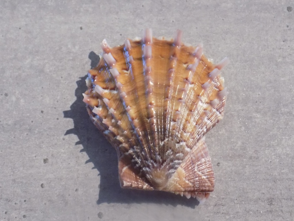 PECTINIDAE AZUMAPECTEN FARRERI